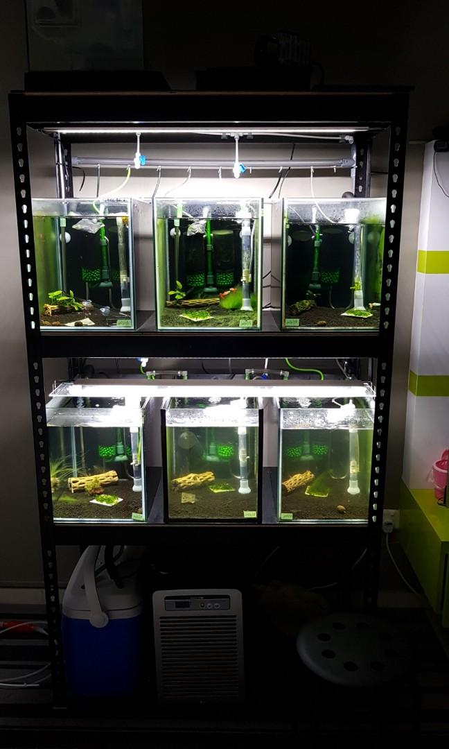 Shrimp/Fish Rack full setup (plug and play), Pet Supplies, Homes ...