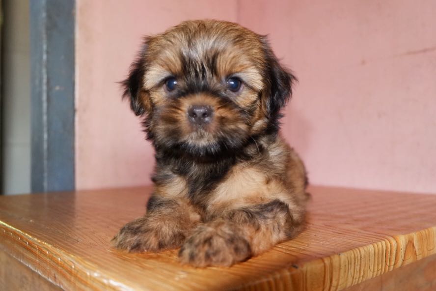 Shih tzu Liver Line Pet Supplies Homes Other Pet Accessories