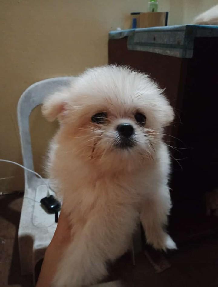 shih tzu x pomeranian puppies