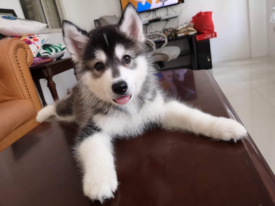 field spaniel puppies for adoption