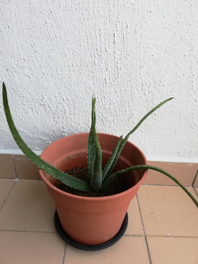 Aloe Vera Plant In Pot On Carousell