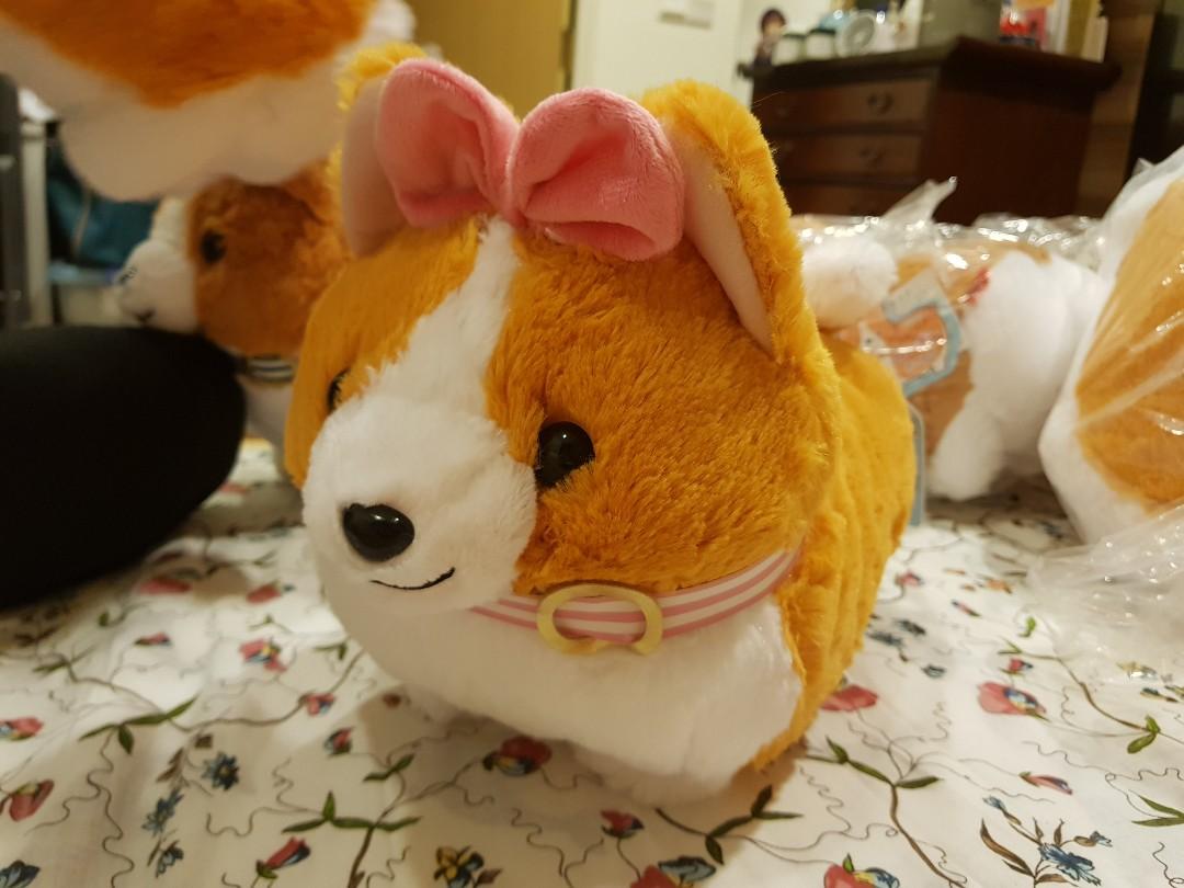Ichini the corgi 2025