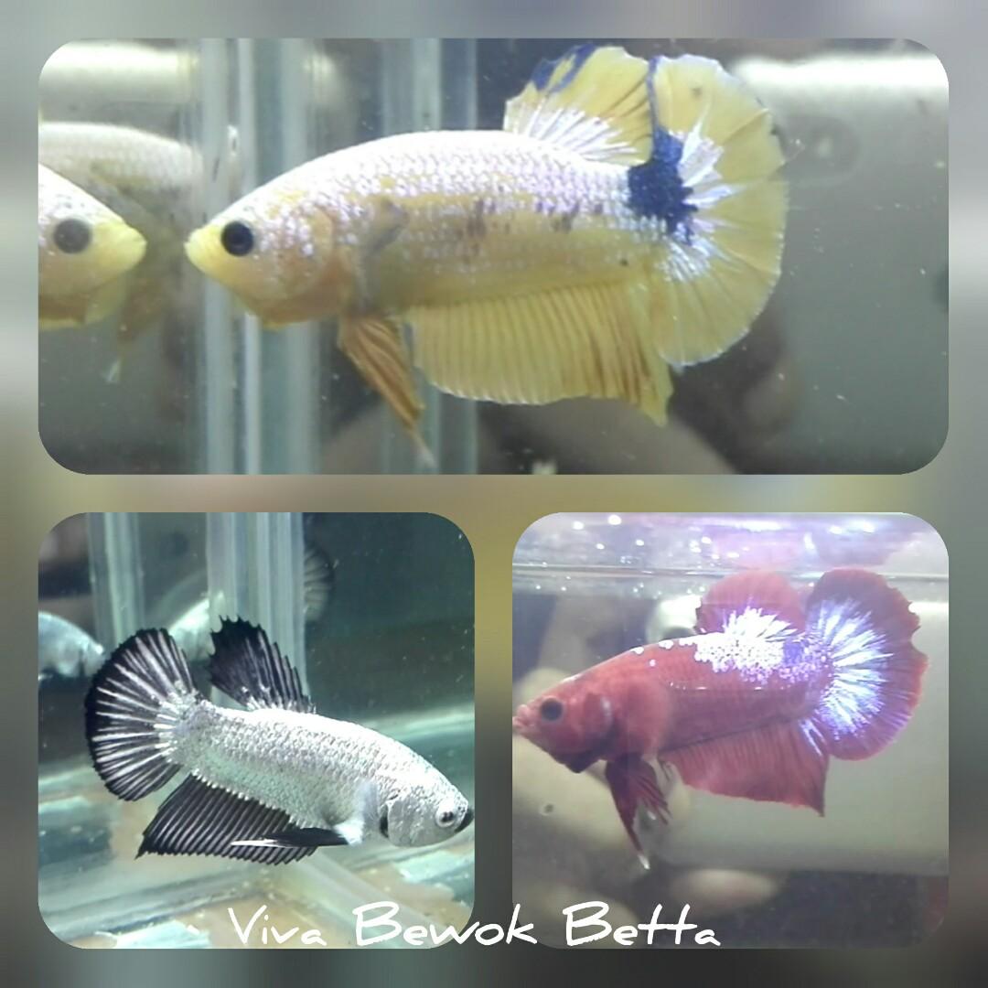 Ikan Cupang Hias Pet Supplies Accessories On Carousell