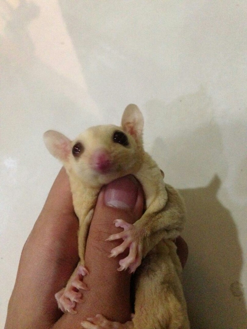 Sugar Glider Creamino Perlengkapan Hewan Aksesoris Hewan Di Carousell