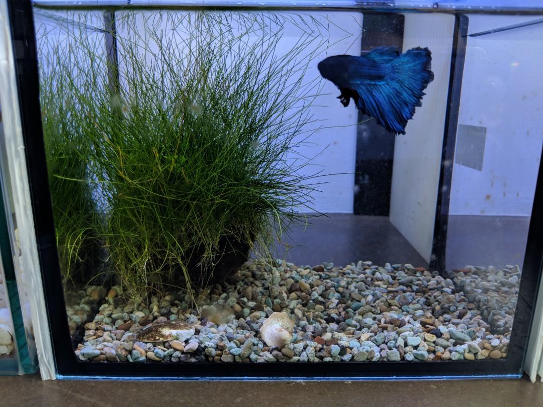 best betta tank setup