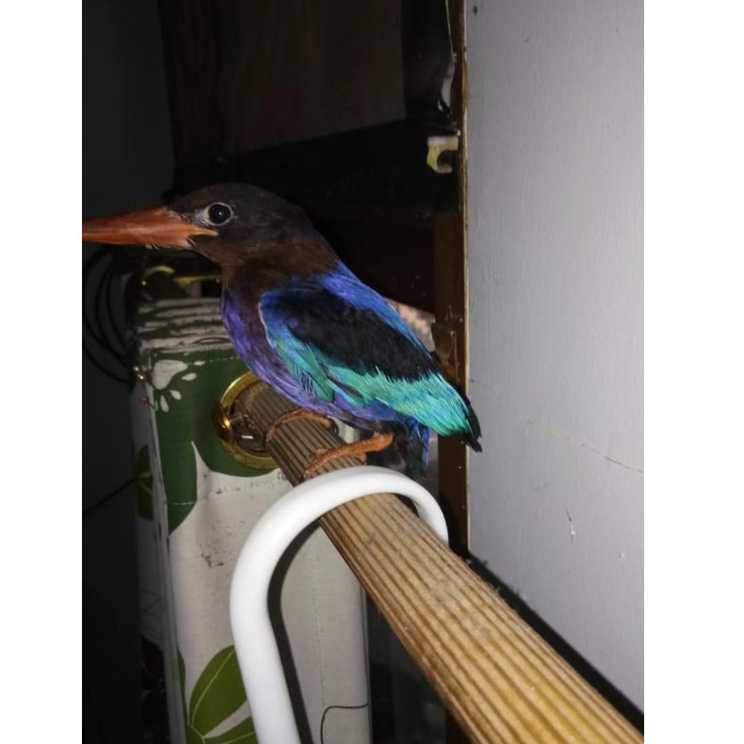 Burung Tengkek Udang Pet Supplies Accessories On Carousell