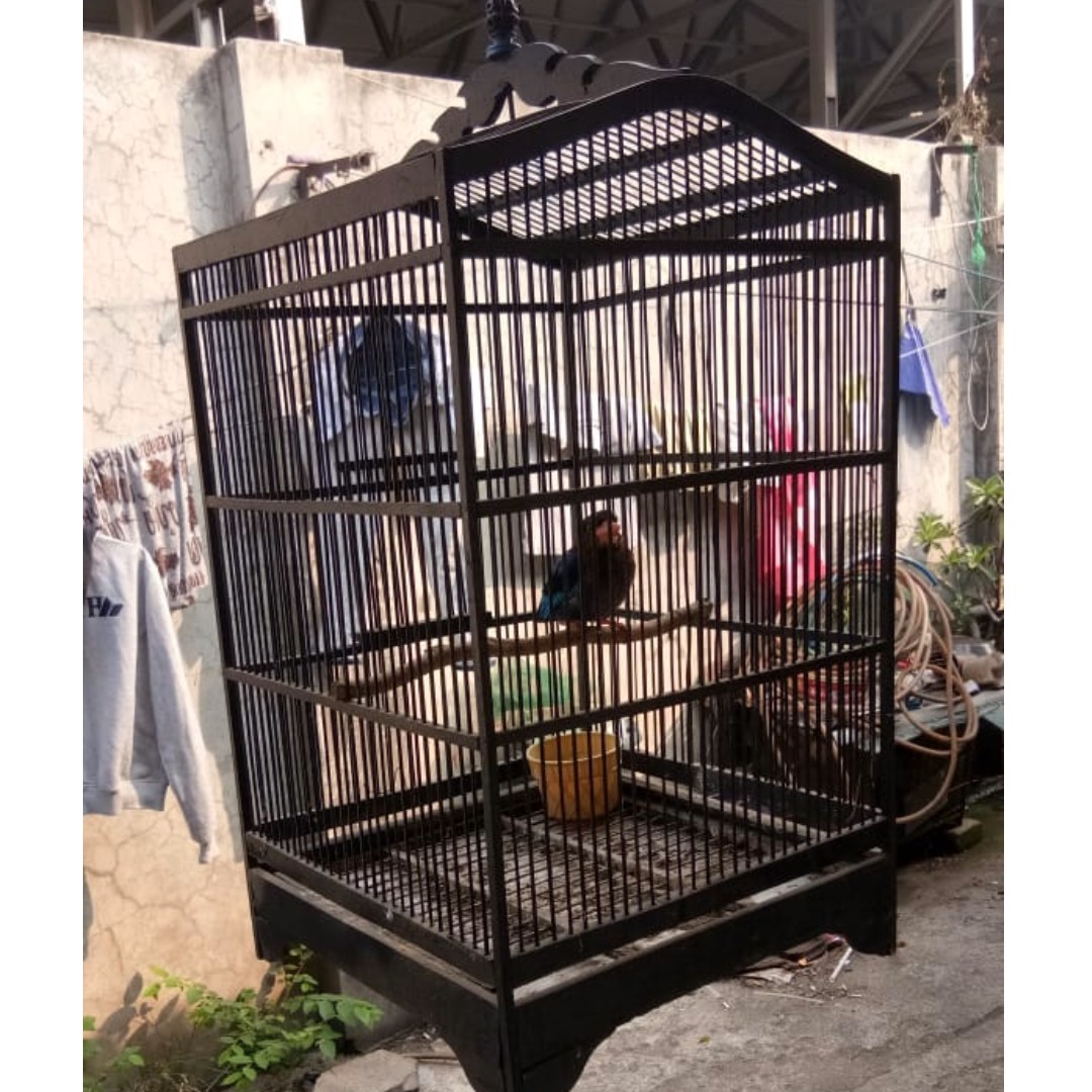 Burung Tengkek Udang Pet Supplies Accessories On Carousell