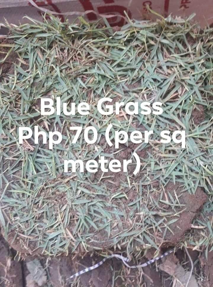 For Sale Blue Grass Frog Grass And Carabao Grass Gardening Flowers Plants On Carousell