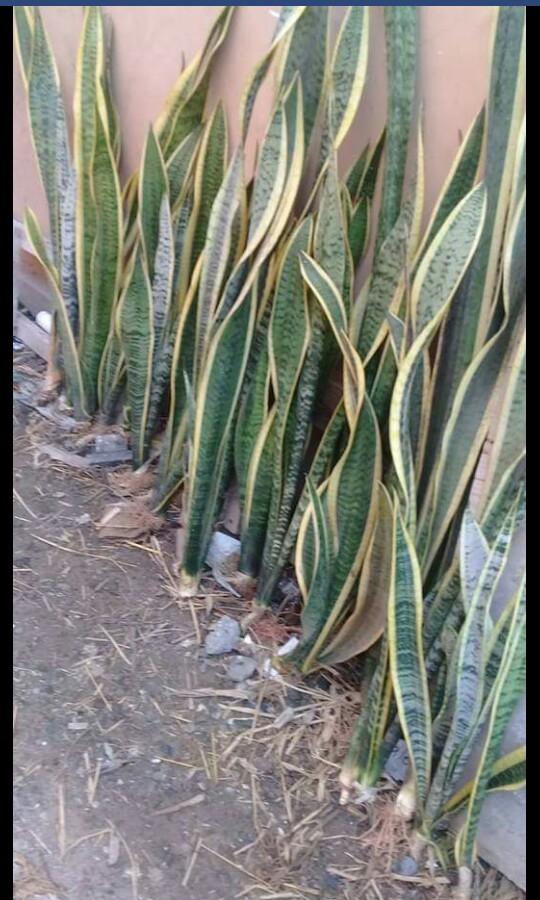 Ornamental Plants For Sale Gardening Flowers Plants On Carousell