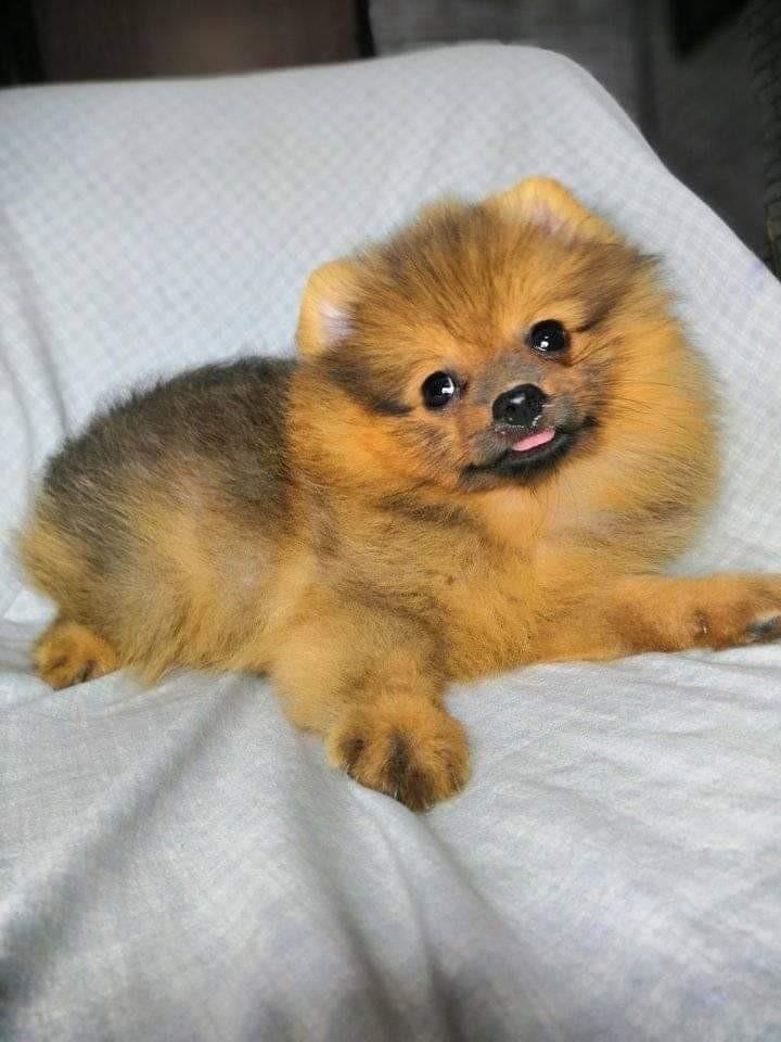 Pomeranian Female Pet Supplies Pet Food on Carousell