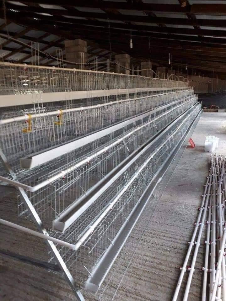 Ready To Lay Chicken Cage Complete Set Design Craft Craft Supplies Tools On Carousell