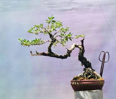 bonsai bantigue medium