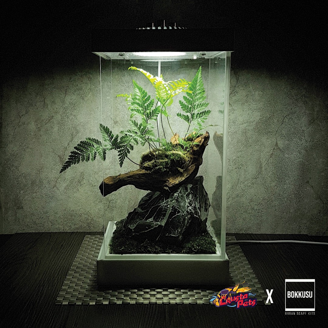 custom terrarium scape ボックス bokkusu urban scape kit ichi テラリウム usb terrarium kit gardening gardening tools ornaments on carousell