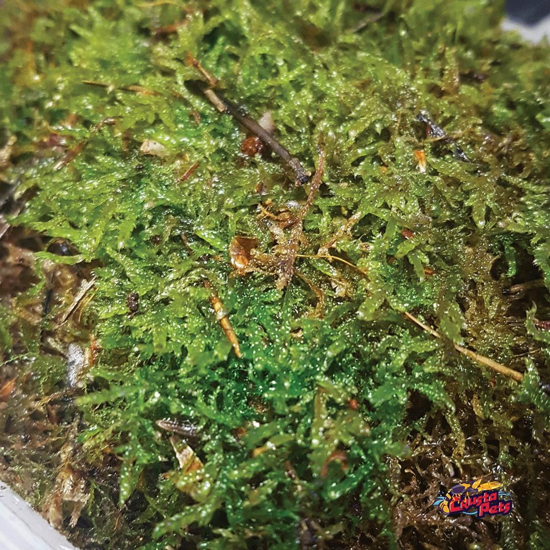 [Imported] LIVE Flat Moss for Terrarium / Vivarium / Paludarium