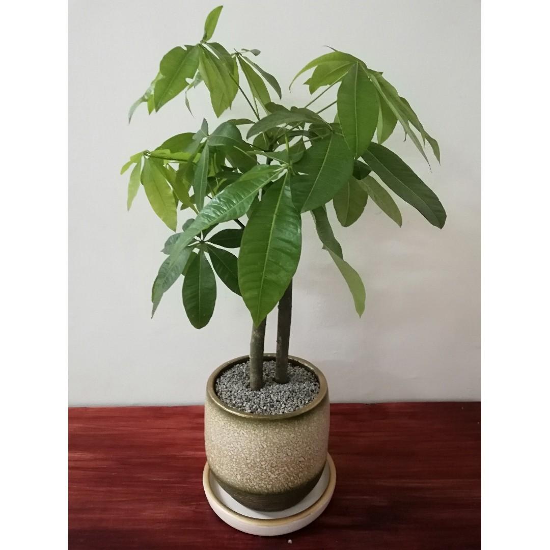 Money Tree Plant Pachira Aquatica Malabar Chestnut Pot And Plate Included Gardening Flowers Plants On Carousell
