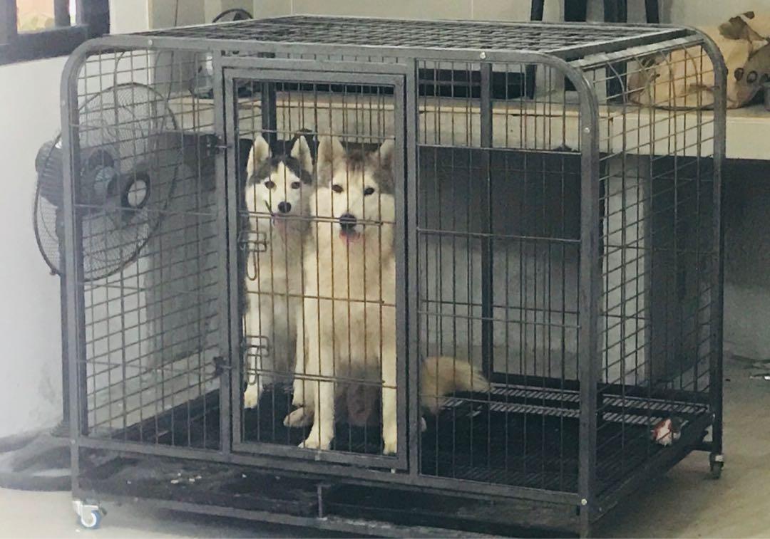 Petmate brand Heavy Duty Dog Cage Collapsible with wheels, Pet Supplies