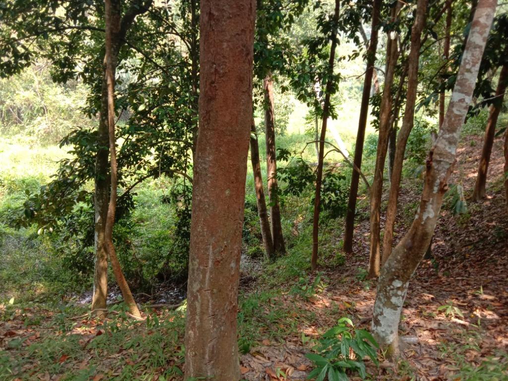 Tanah Kebun Untuk Dijual Mukim Johol Kuala Pilah Negeri Sembilan Property For Sale On Carousell