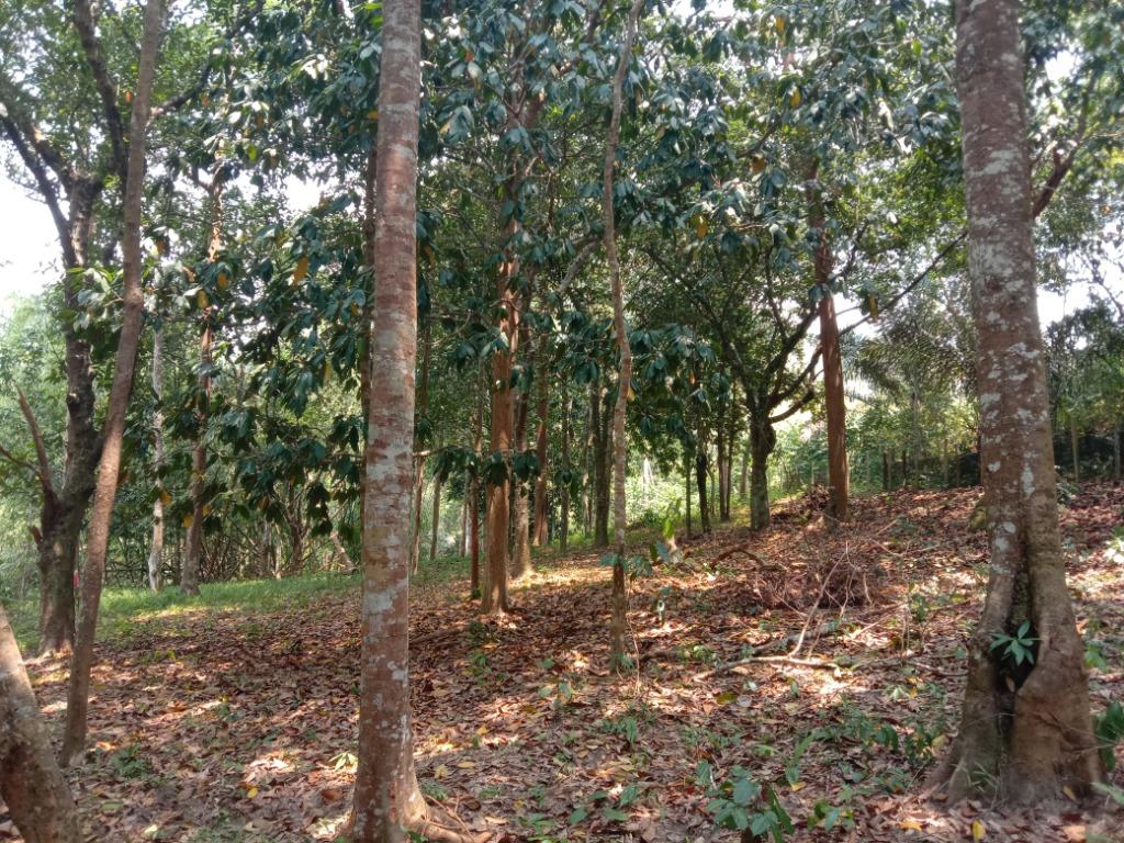 Tanah Kebun Untuk Dijual Mukim Johol Kuala Pilah Negeri Sembilan Property For Sale On Carousell