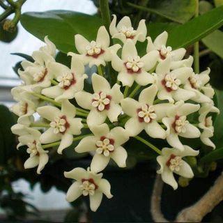 Fragrant wax flower (Hoya australis)