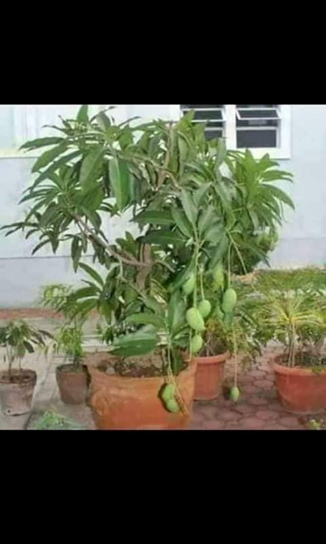 Amazing Sweet Mango Catimon Seedling Gardening Flowers Plants On Carousell