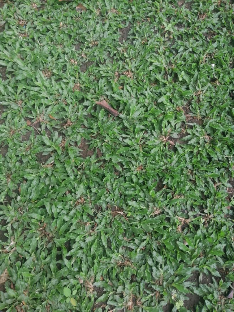 Frog Grass Gardening Flowers Plants On Carousell
