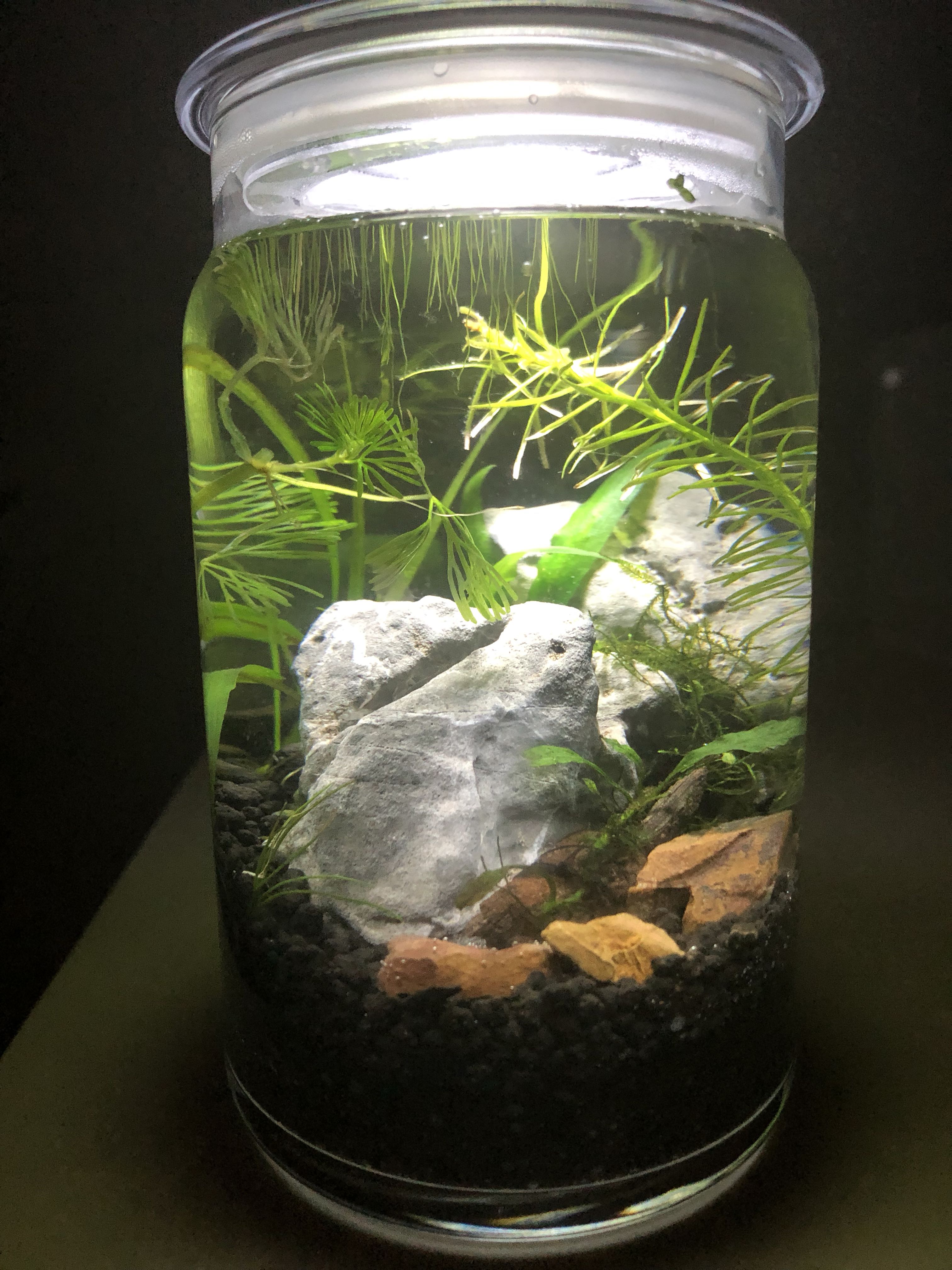 Tabletop aquarium with shrimp