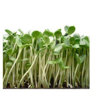 Sunflower Sprouting Microgreens Seeds