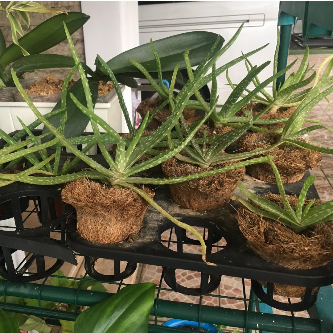 Young Aloevera Plant In A Coco Pot On Carousell