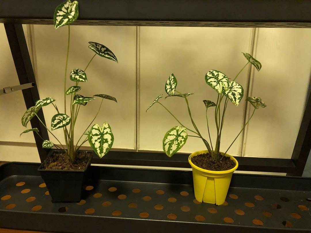 Angel wings plant (3 inch pot), Furniture & Home Living, Gardening