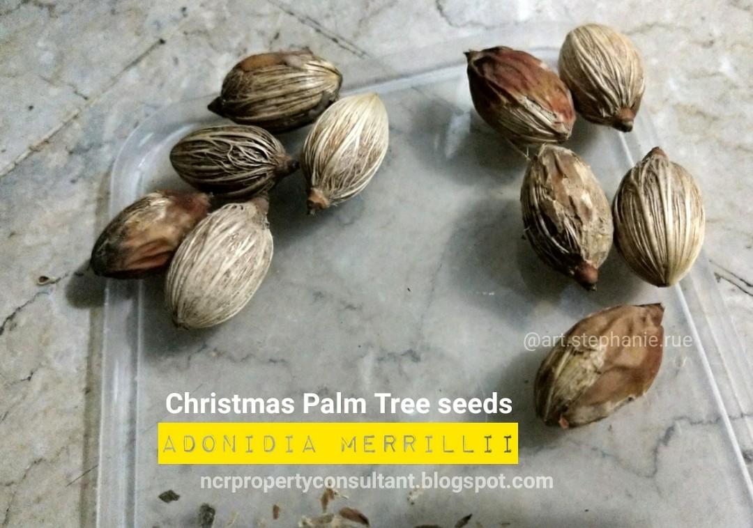 Christmas Palm tree seeds for sale! Adonidia merrillii, Furniture