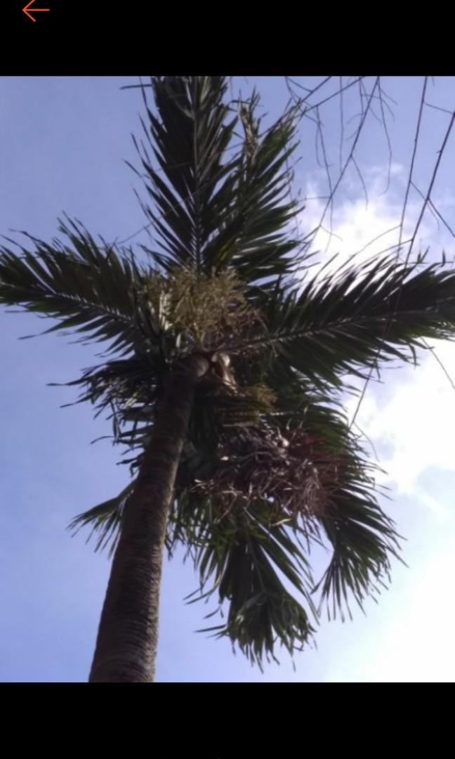 Christmas Palm tree seeds for sale! Adonidia merrillii, Furniture & Home Living, Gardening