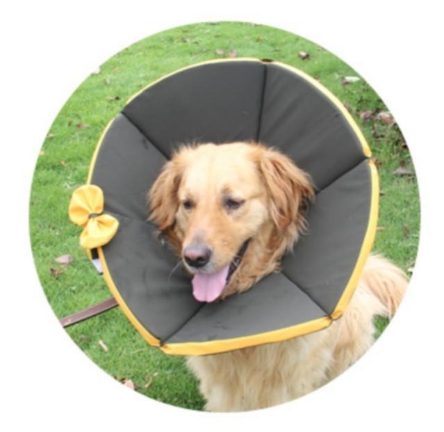 Large breed dog cone clearance
