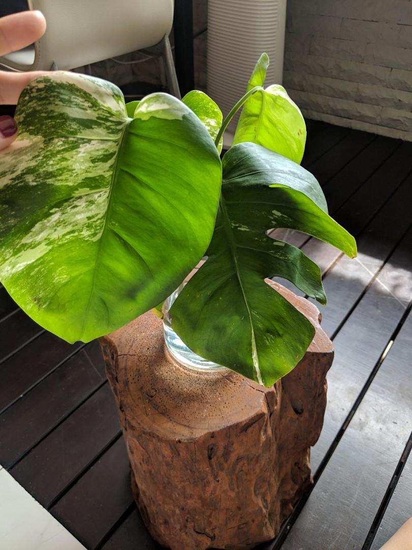 Wallpaper Monstera Deliciosa Borsigiana Albo Variegata Gardening Plants On For iPhone