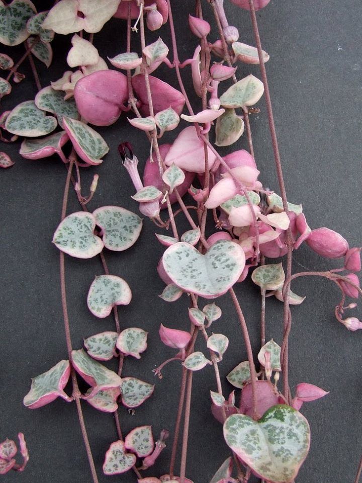 Pink Variegated String of Hearts (Ceropegia woodii)