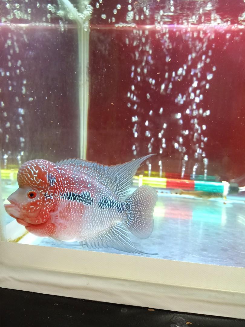 Ikan Louhan Import Serba Serbi Others Di Carousell