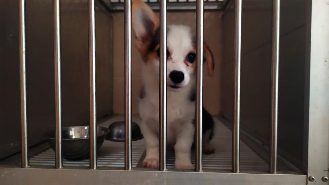 Jual Anjing Corgi Pet Supplies Accessories On Carousell