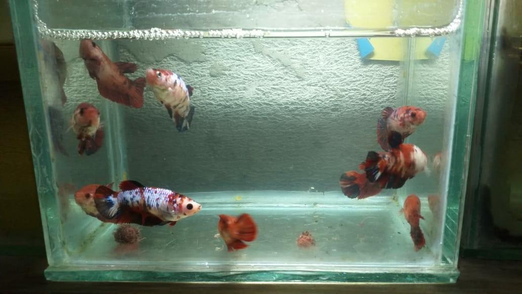 Jual Ikan Cupang Giant Female Perlengkapan Hewan Aksesoris Hewan Di Carousell