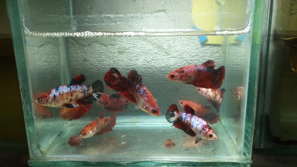 Jual Ikan Cupang Giant Female Perlengkapan Hewan Aksesoris Hewan Di Carousell