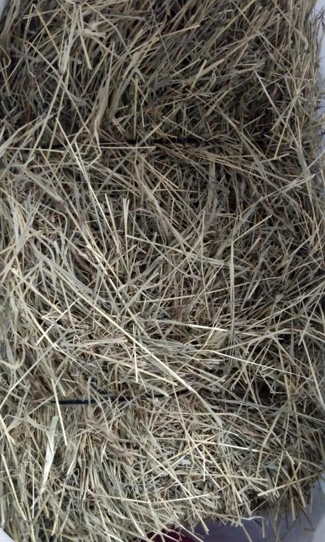 Star Grass Hay Pets Supplies Pet Food On Carousell