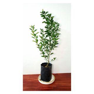 Calamansi Plant Sale View All Calamansi Plant Sale Ads In Carousell Philippines