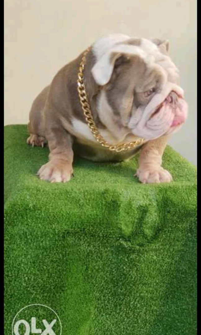 lilac tri english bulldog stud