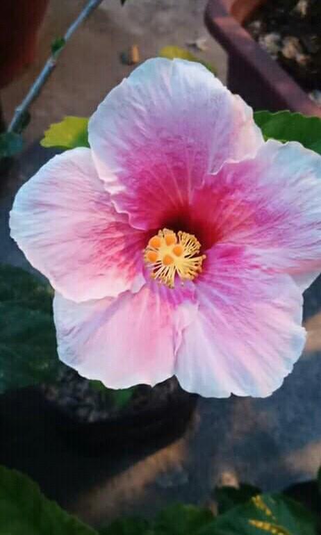 Gumamela Real Planta Gardening Flowers Plants On Carousell