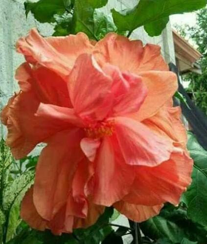 Gumamela Real Planta Gardening Flowers Plants On Carousell
