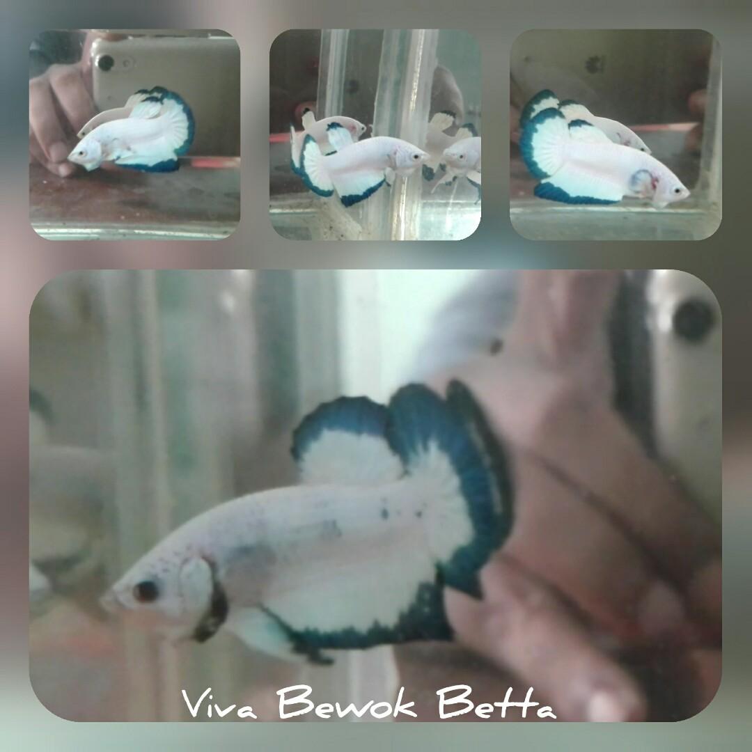 Ikan Cupang Hias Blue Rim Perlengkapan Hewan Aksesoris Hewan Di Carousell