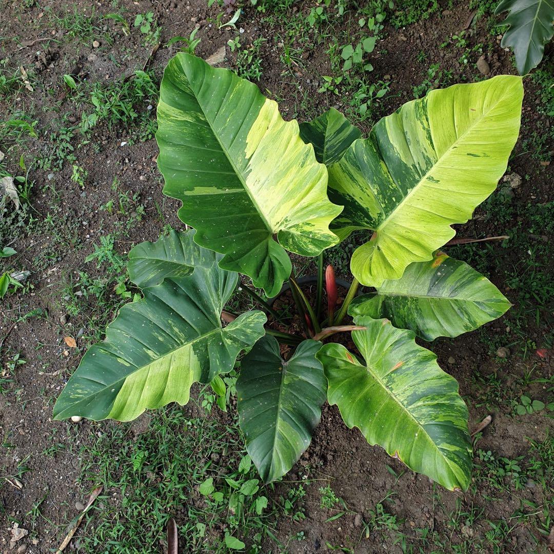 Philodendron Jungle Fever Gardening Plants On Carousell