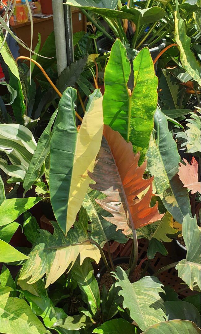 Philodendron Variegated Billietiae Gardening Plants On Carousell