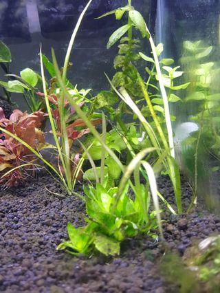 5 stalks of aquatic saggitaria plant. Easy fast growing