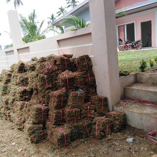 Bermuda Carabao Garden Tools Supplies Carousell Philippines