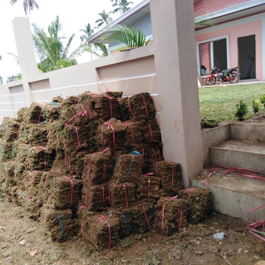 Bermuda Froggrass Carabao Grass For Sale Gardening Garden Tools