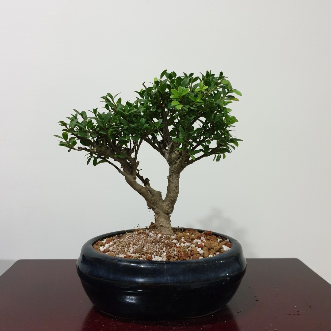 Japanese Spindle Bonsai Tree Zo1 Furniture Home Living Gardening Plants Seeds On Carousell Japanese Spindle Bonsai Tree Zo1 Furniture Home Living Gardening Plants Seeds On Carousell